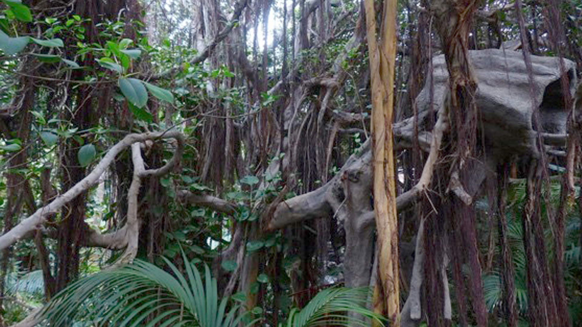 Discovery Jeugd College 1: Kun je door de jungle slingeren als Tarzan?