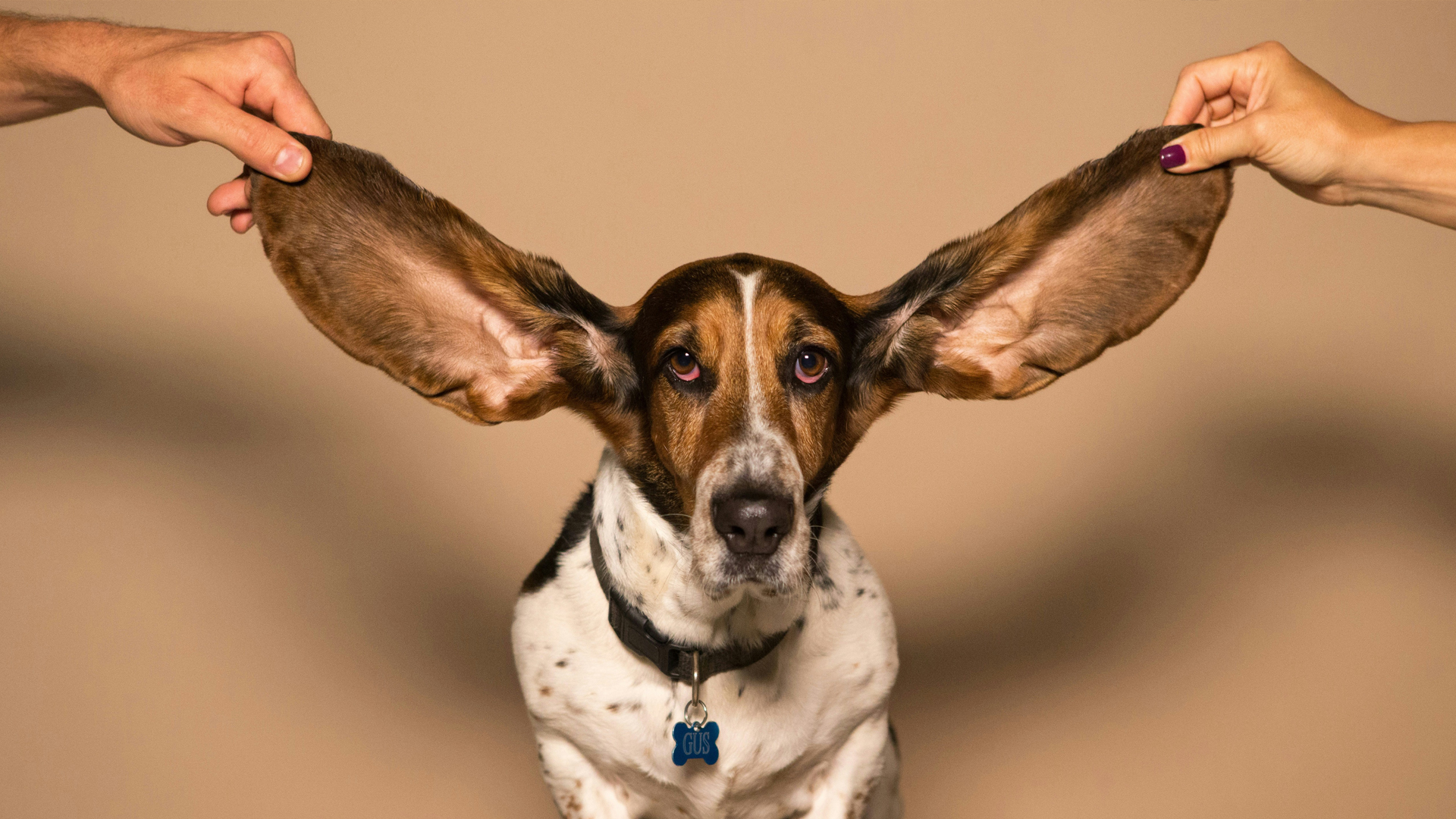 Discovery Jeugd College 1: Waarom word jij gelukkig van een kat of hond en worden zij ook gelukkig van jou?